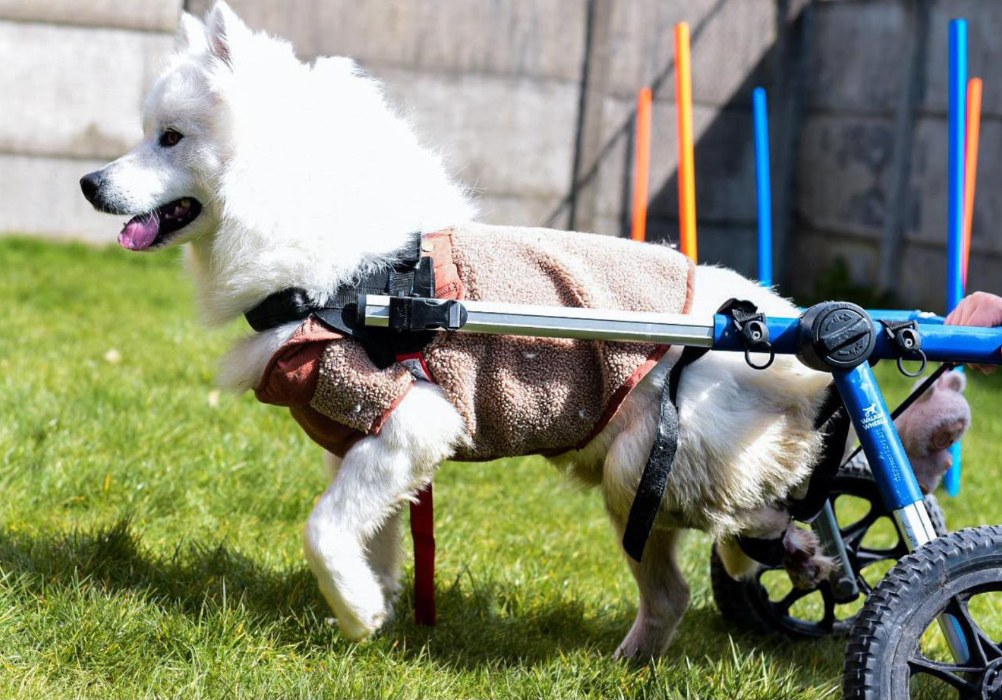 Ringo caminando con su carrito en el pasto